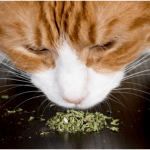 what is catnip?