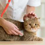 Vitamins: Does Your Cat Really Need Them?