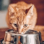 Vitamins <div class='one_half et_column_last'>
					
				</div><div class='clear'></div>: Does Your Cat Really Need Them?