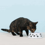 How to Encourage Your Cat to Eat