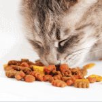 How to Encourage Your Cat to Eat