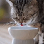 How to Encourage Your Cat to Eat