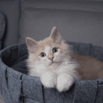 Cat bed