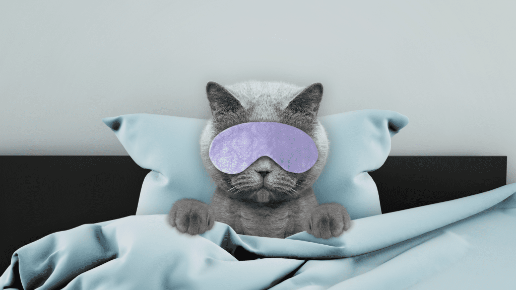 Should pets sleep in our beds