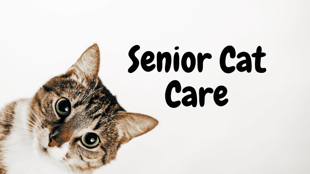 Cat care